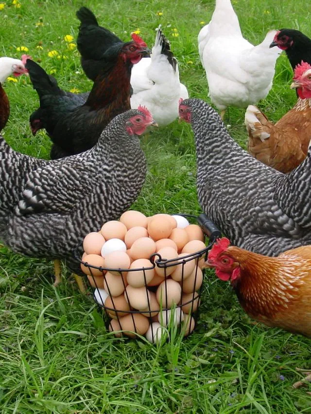 Poultry Farm Loan Yojana 2024  मिलेंगे 9 लाख रुपये तक का लोन